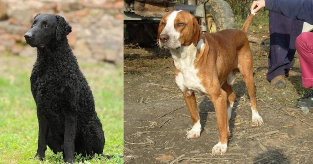 Posavac Hound vs Curly Coated Retriever - Breed Comparison