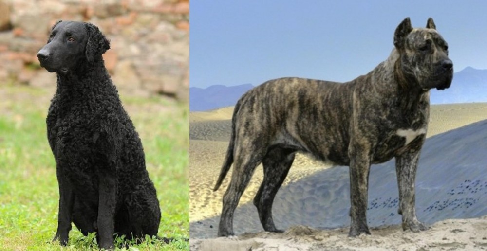 Presa Canario vs Curly Coated Retriever - Breed Comparison