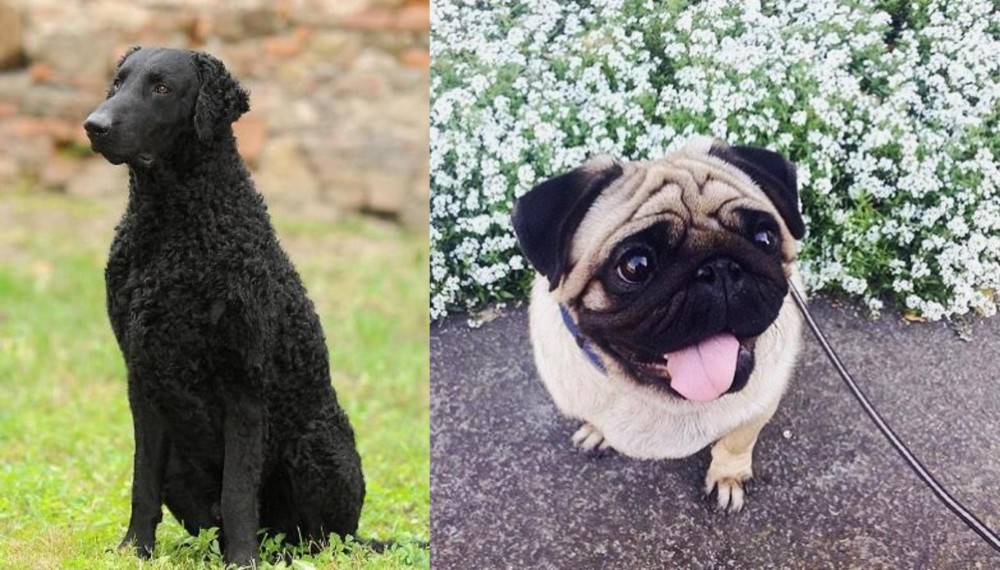 Pug vs Curly Coated Retriever - Breed Comparison