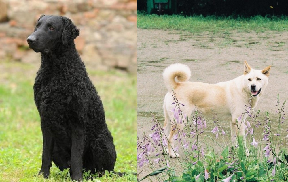 Pungsan Dog vs Curly Coated Retriever - Breed Comparison
