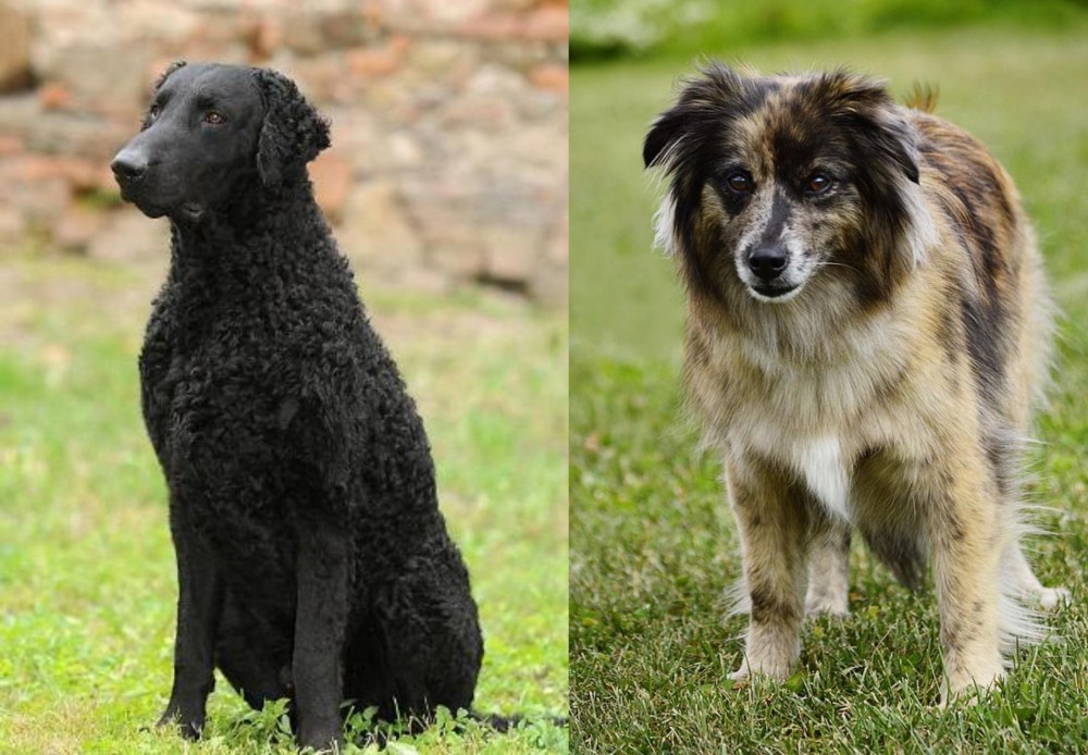 Pyrenean Shepherd vs Curly Coated Retriever - Breed Comparison
