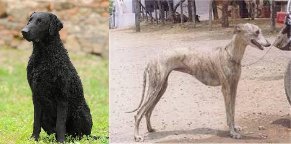 Rampur Greyhound vs Curly Coated Retriever - Breed Comparison