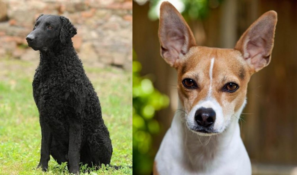Rat Terrier vs Curly Coated Retriever - Breed Comparison