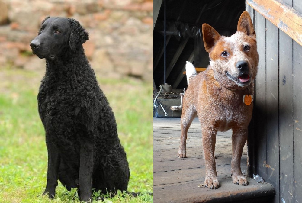Red Heeler vs Curly Coated Retriever - Breed Comparison