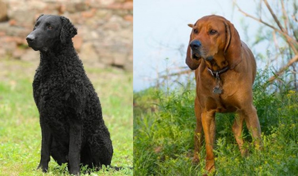 Redbone Coonhound vs Curly Coated Retriever - Breed Comparison