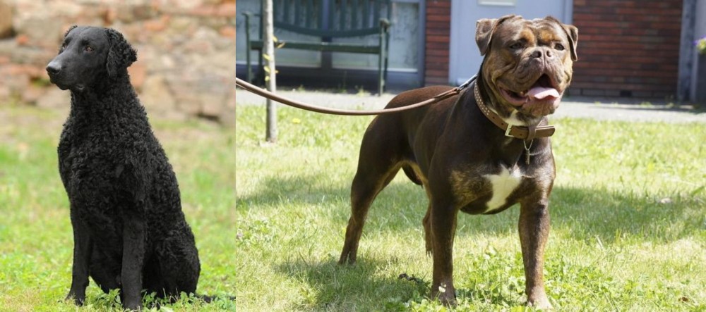 Renascence Bulldogge vs Curly Coated Retriever - Breed Comparison