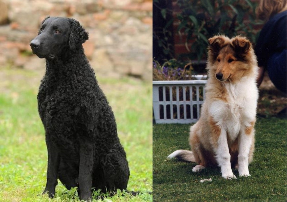 Rough Collie vs Curly Coated Retriever - Breed Comparison