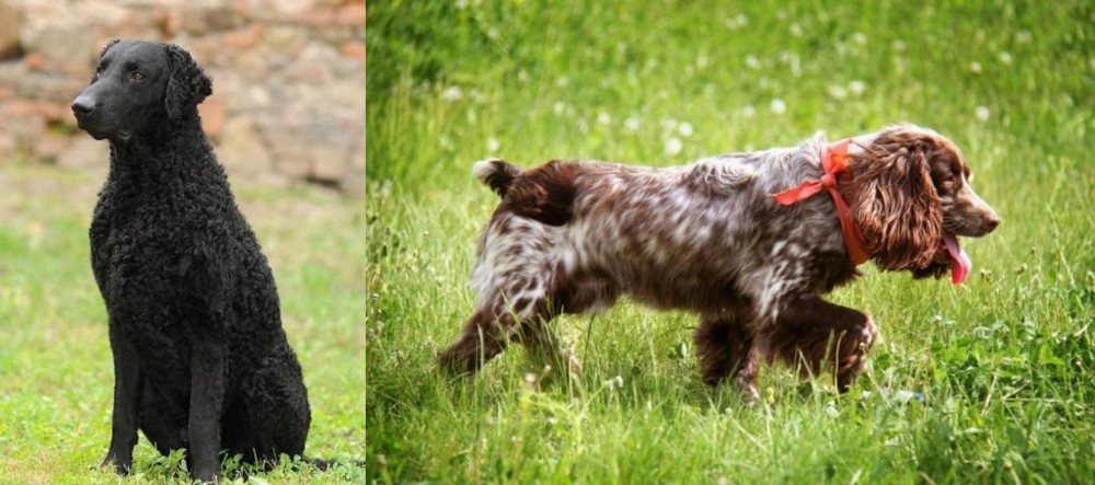 Russian Spaniel vs Curly Coated Retriever - Breed Comparison
