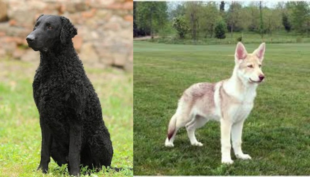 Saarlooswolfhond vs Curly Coated Retriever - Breed Comparison