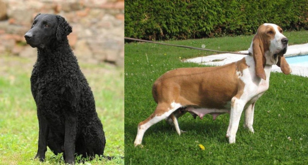 Sabueso Espanol vs Curly Coated Retriever - Breed Comparison