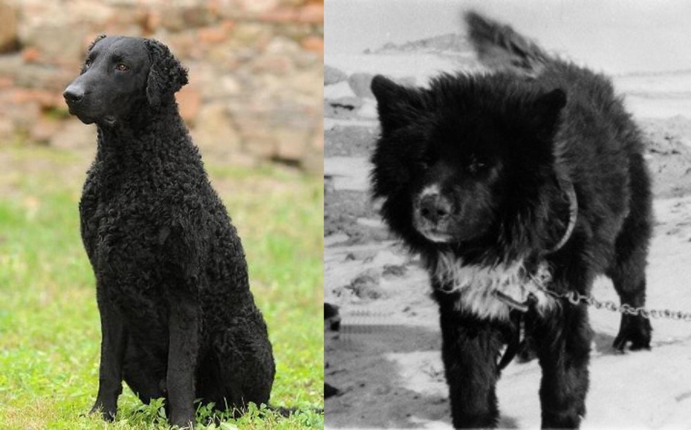 Sakhalin Husky vs Curly Coated Retriever - Breed Comparison