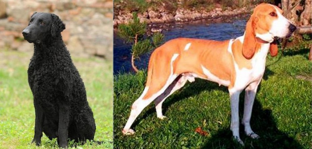 Schweizer Laufhund vs Curly Coated Retriever - Breed Comparison