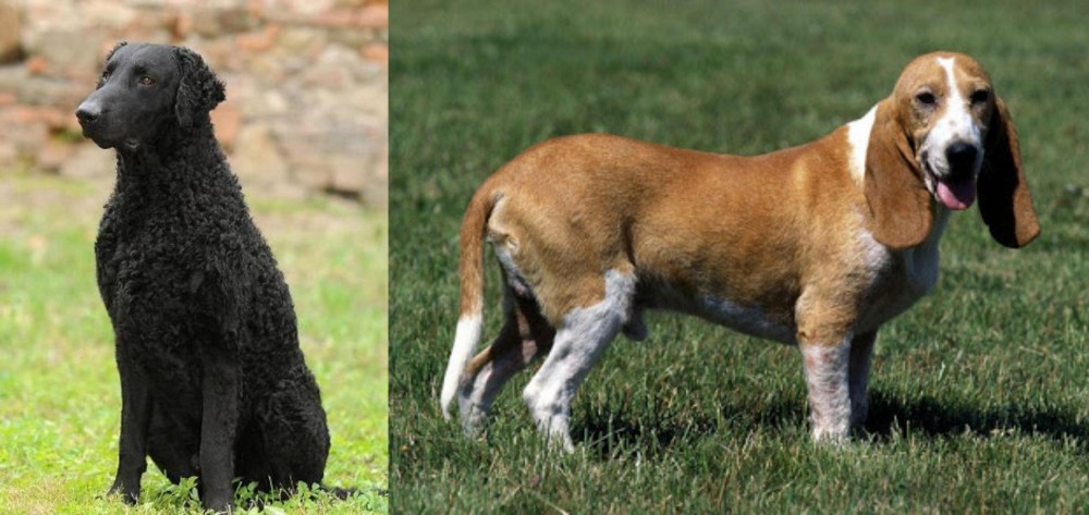Schweizer Niederlaufhund vs Curly Coated Retriever - Breed Comparison