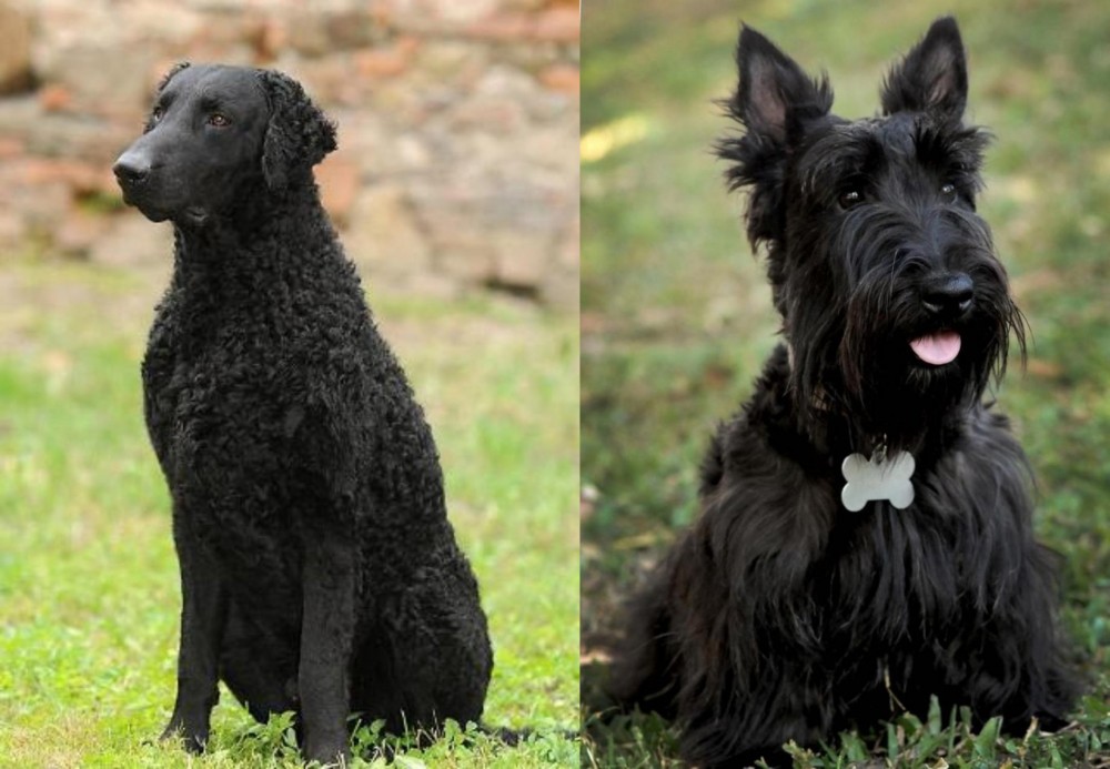 Scoland Terrier vs Curly Coated Retriever - Breed Comparison