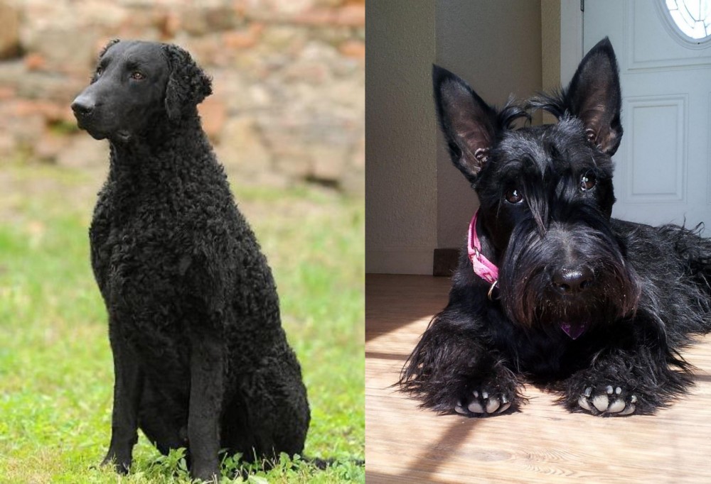 Scottish Terrier vs Curly Coated Retriever - Breed Comparison