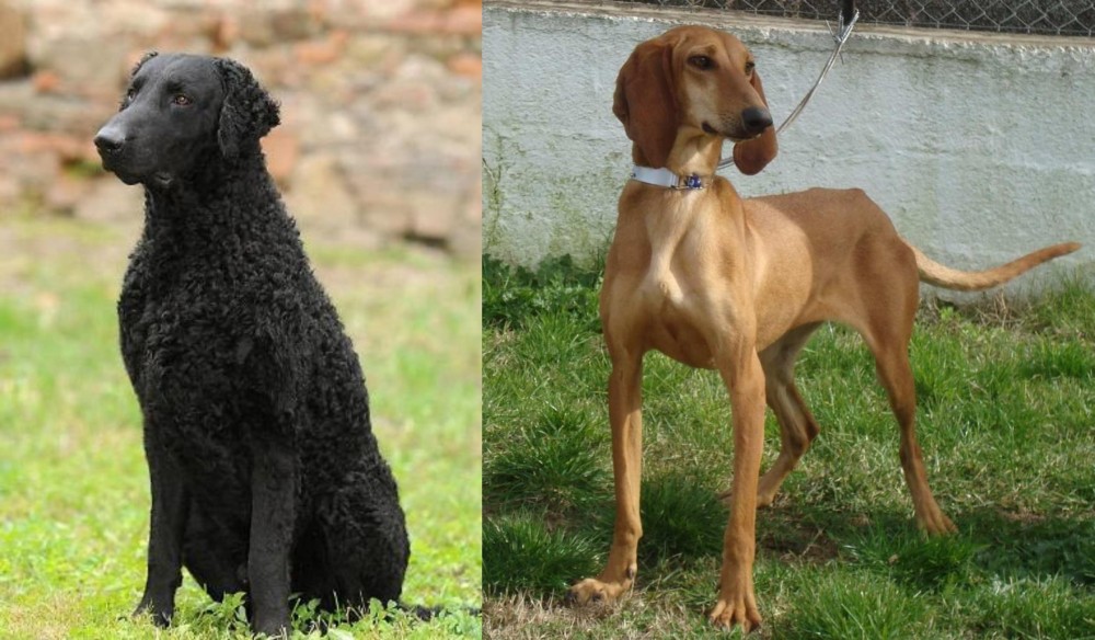 Segugio Italiano vs Curly Coated Retriever - Breed Comparison