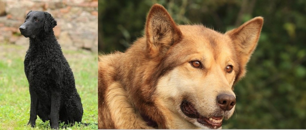 Seppala Siberian Sleddog vs Curly Coated Retriever - Breed Comparison