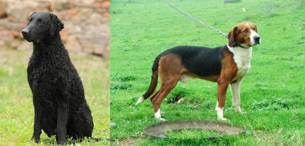Serbian Tricolour Hound vs Curly Coated Retriever - Breed Comparison