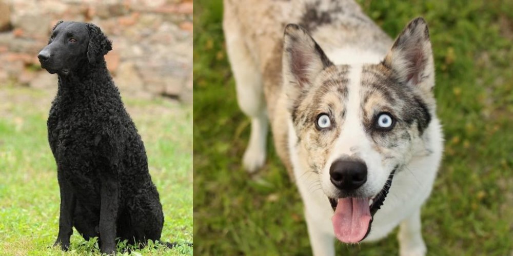Shepherd Husky vs Curly Coated Retriever - Breed Comparison