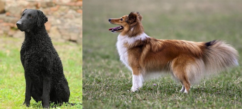 Shetland Sheepdog vs Curly Coated Retriever - Breed Comparison