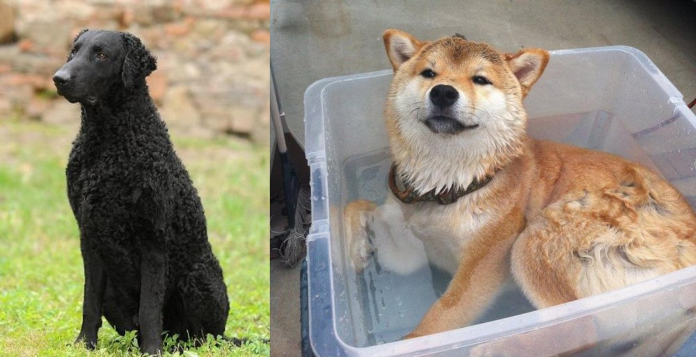 Shiba Inu vs Curly Coated Retriever - Breed Comparison