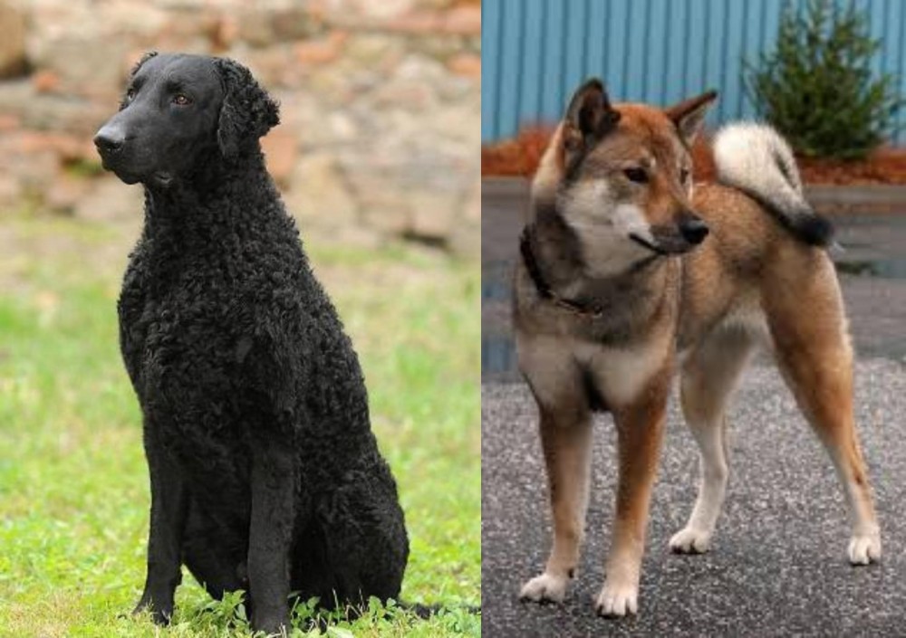 Shikoku vs Curly Coated Retriever - Breed Comparison