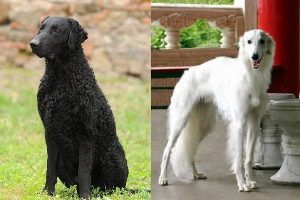 Silken Windhound vs Curly Coated Retriever - Breed Comparison