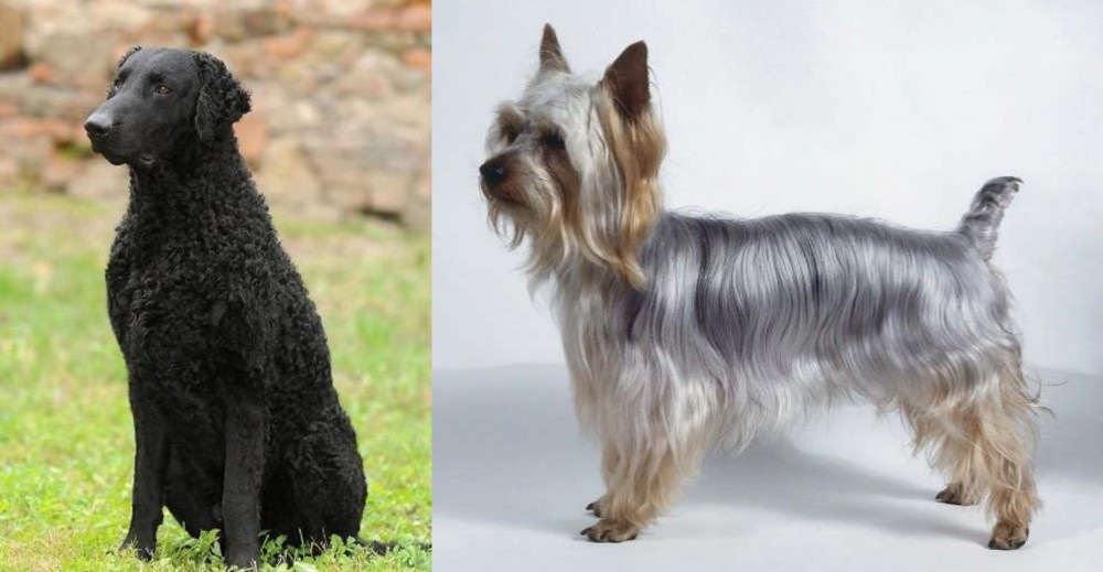 Silky Terrier vs Curly Coated Retriever - Breed Comparison