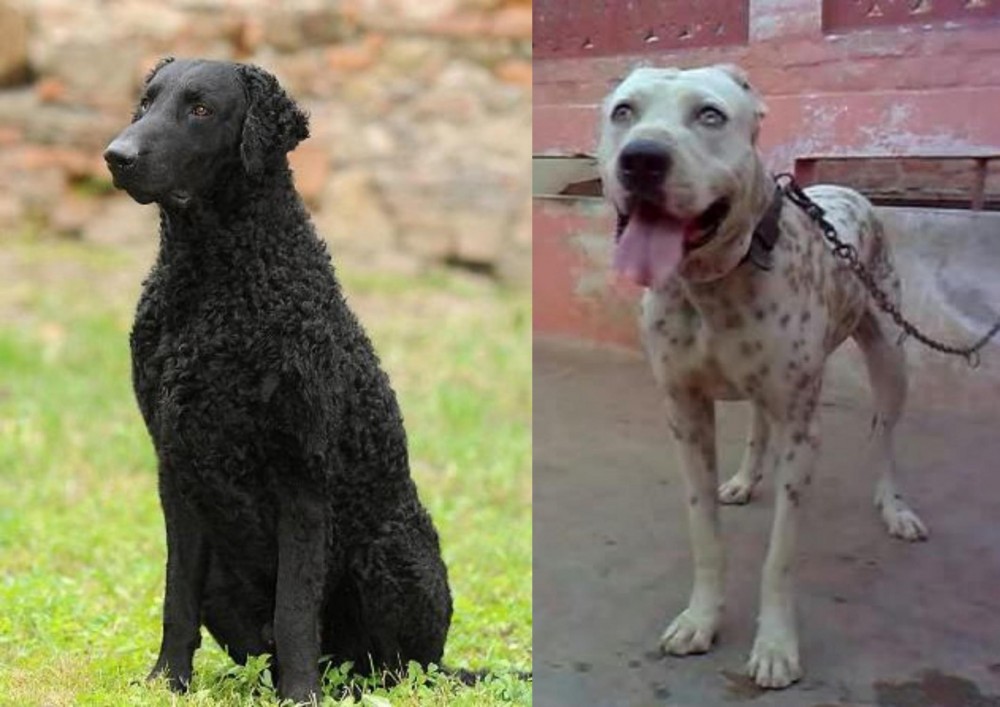 Sindh Mastiff vs Curly Coated Retriever - Breed Comparison