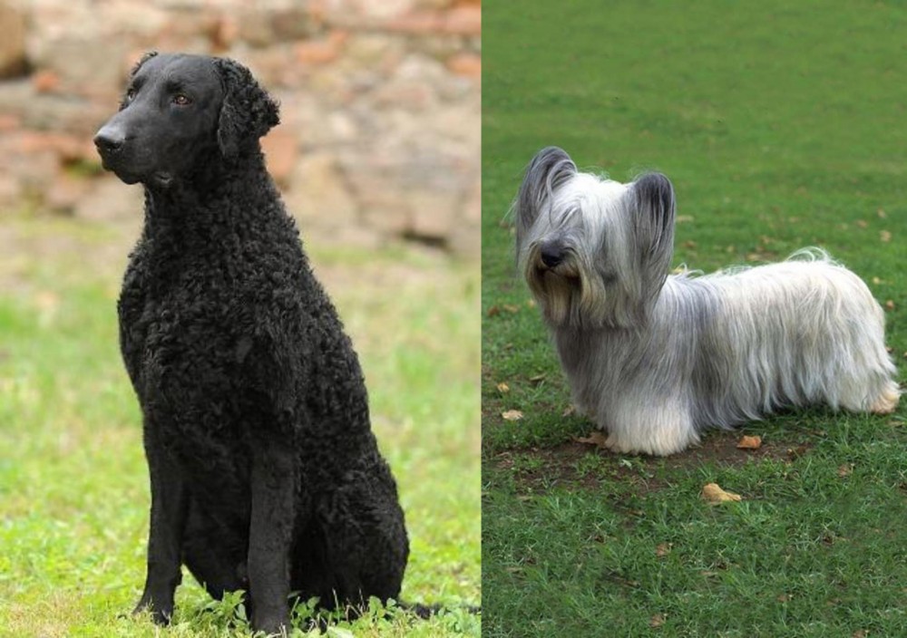 Skye Terrier vs Curly Coated Retriever - Breed Comparison