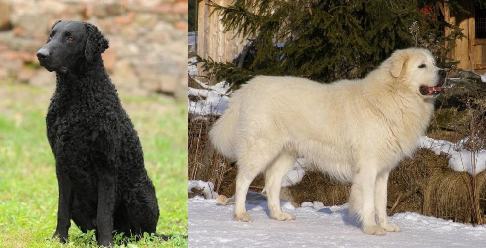 Slovak Cuvac vs Curly Coated Retriever - Breed Comparison