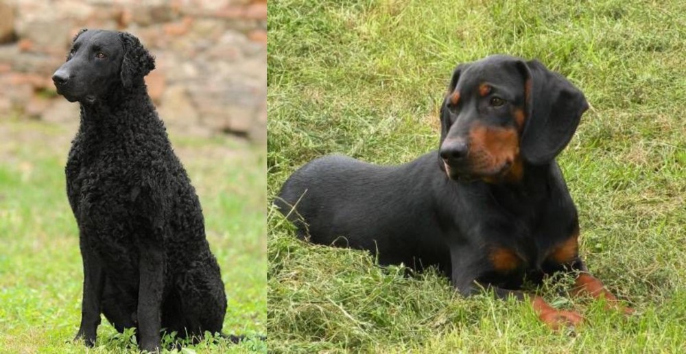 Slovakian Hound vs Curly Coated Retriever - Breed Comparison