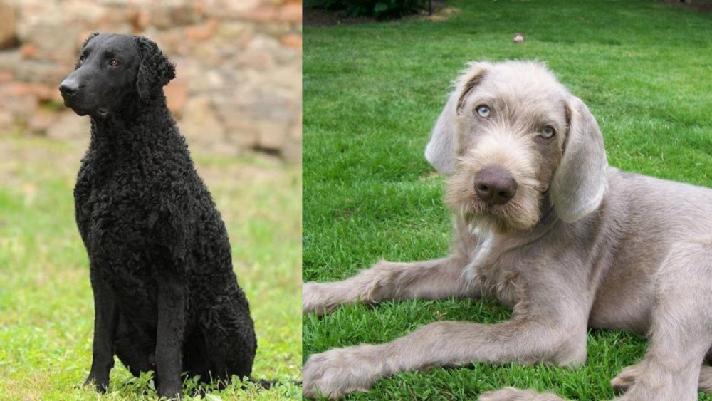 Slovakian Rough Haired Pointer vs Curly Coated Retriever - Breed Comparison