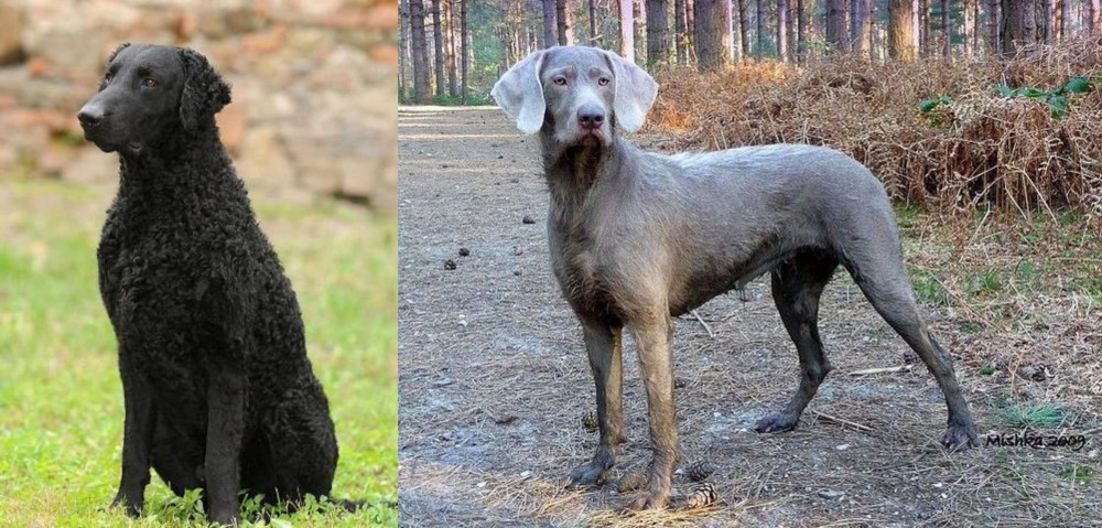 Slovensky Hrubosrsty Stavac vs Curly Coated Retriever - Breed Comparison