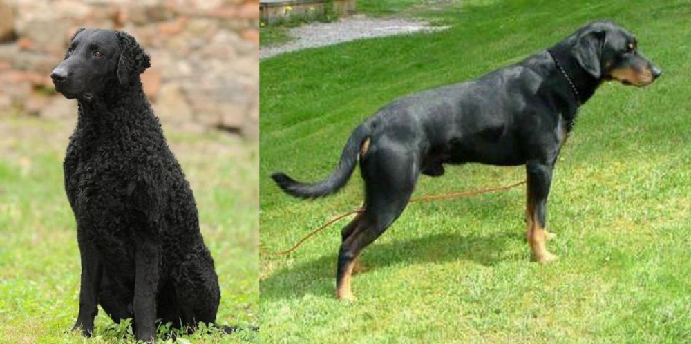 Smalandsstovare vs Curly Coated Retriever - Breed Comparison