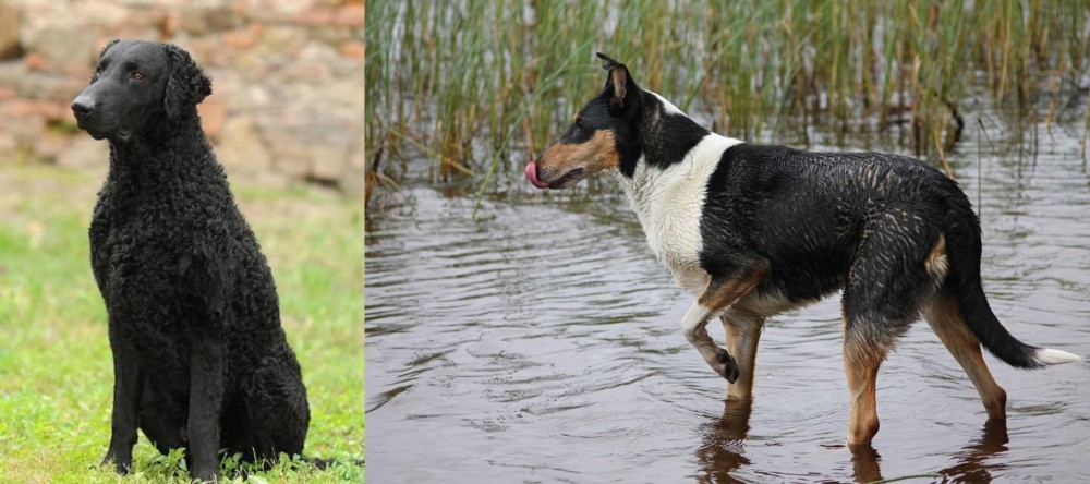 Smooth Collie vs Curly Coated Retriever - Breed Comparison