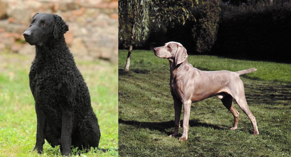 Smooth Haired Weimaraner vs Curly Coated Retriever - Breed Comparison