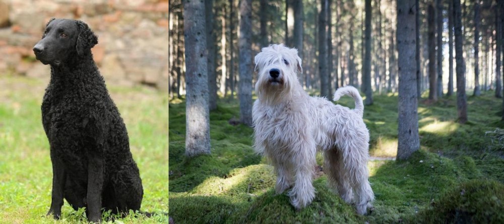 Soft-Coated Wheaten Terrier vs Curly Coated Retriever - Breed Comparison