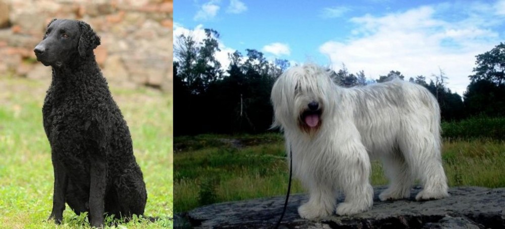 South Russian Ovcharka vs Curly Coated Retriever - Breed Comparison