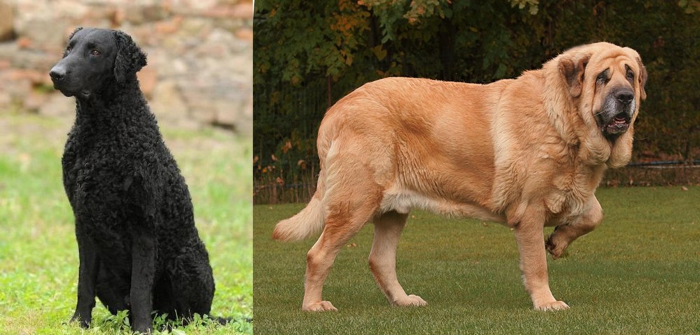 Spanish Mastiff vs Curly Coated Retriever - Breed Comparison
