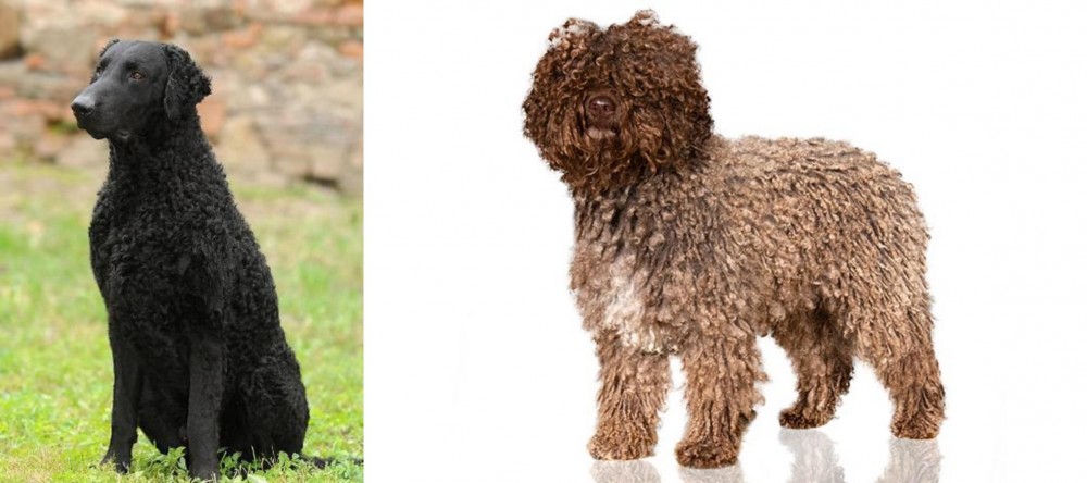 Spanish Water Dog vs Curly Coated Retriever - Breed Comparison