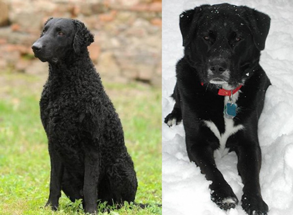 St. John's Water Dog vs Curly Coated Retriever - Breed Comparison