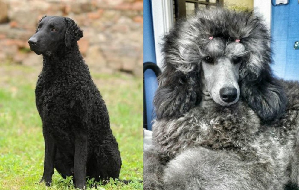 Standard Poodle vs Curly Coated Retriever - Breed Comparison