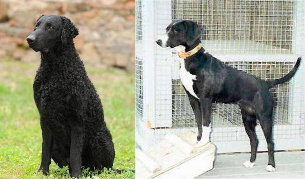 Stephens Stock vs Curly Coated Retriever - Breed Comparison