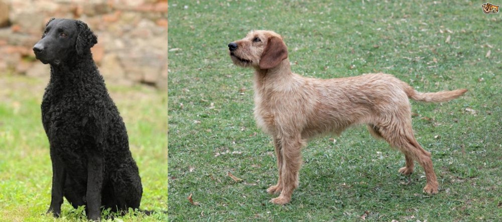 Styrian Coarse Haired Hound vs Curly Coated Retriever - Breed Comparison