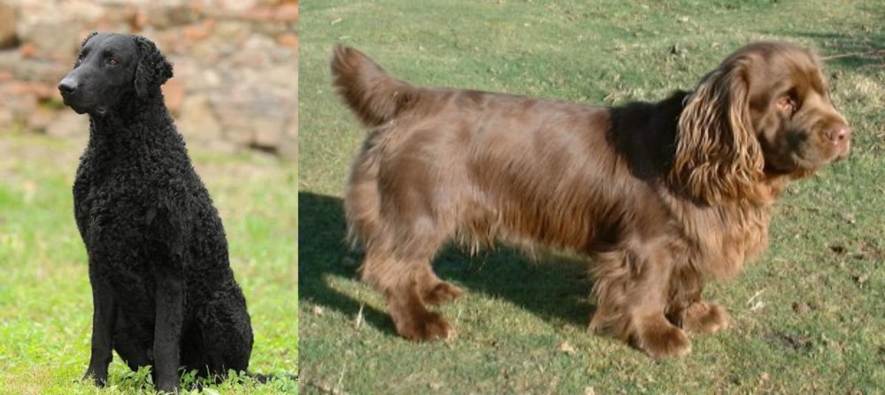 Sussex Spaniel vs Curly Coated Retriever - Breed Comparison