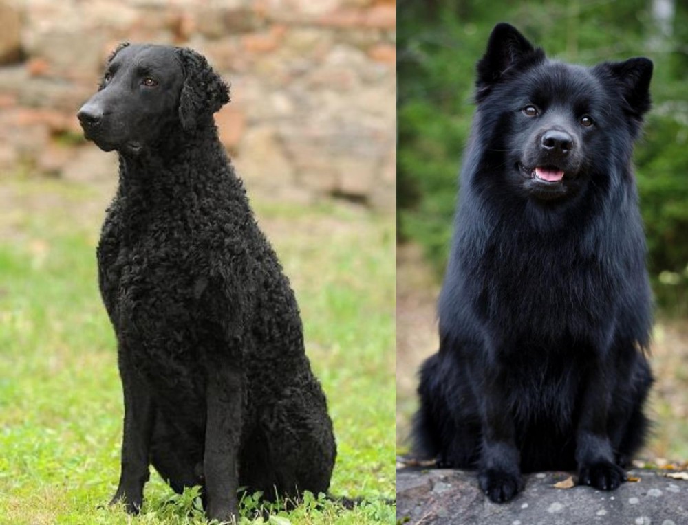 Swedish Lapphund vs Curly Coated Retriever - Breed Comparison