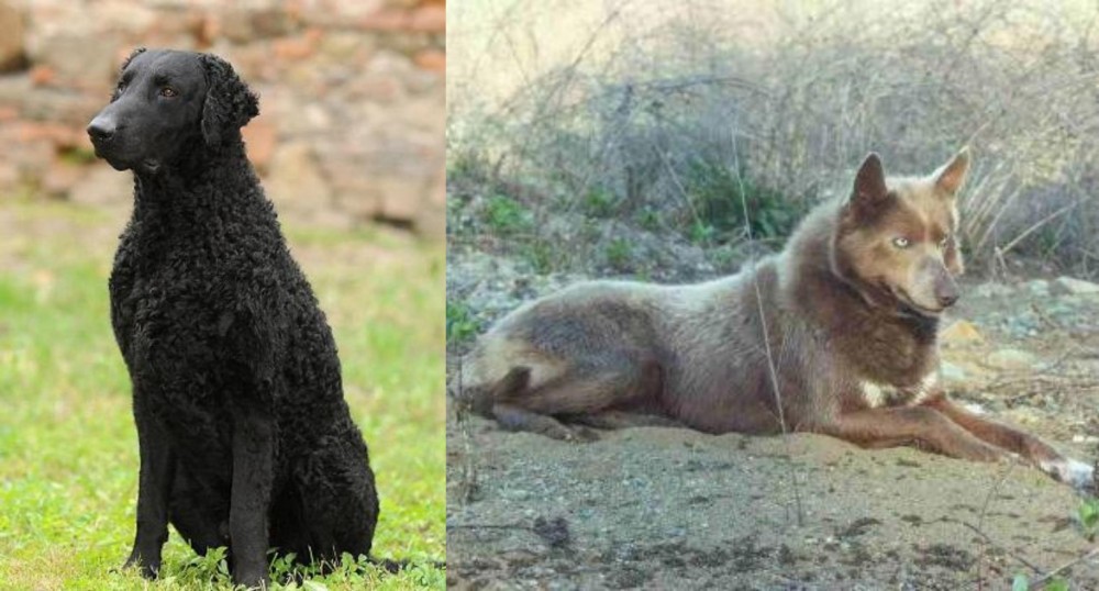Tahltan Bear Dog vs Curly Coated Retriever - Breed Comparison