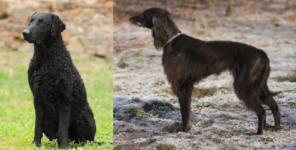 Taigan vs Curly Coated Retriever - Breed Comparison