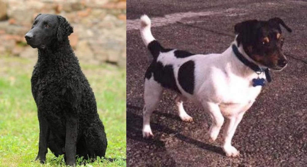 Teddy Roosevelt Terrier vs Curly Coated Retriever - Breed Comparison